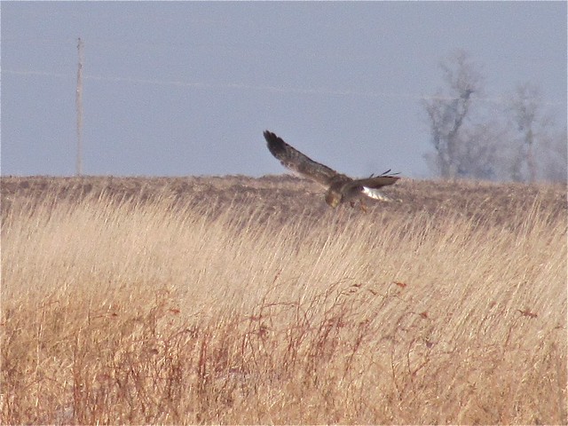 Northern Harrier in McLean County 04