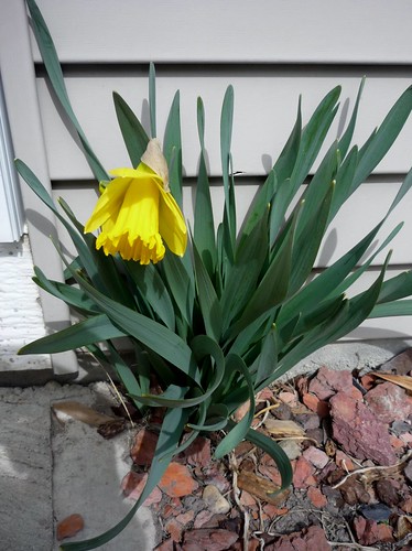 Daffodil!
