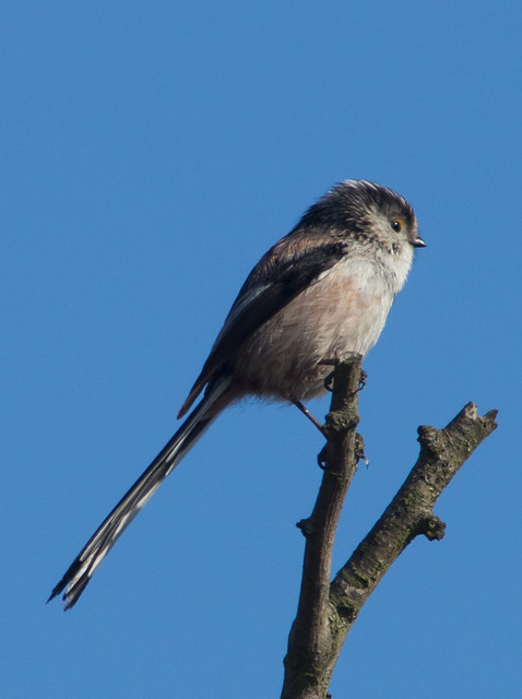 long tailed tit 2