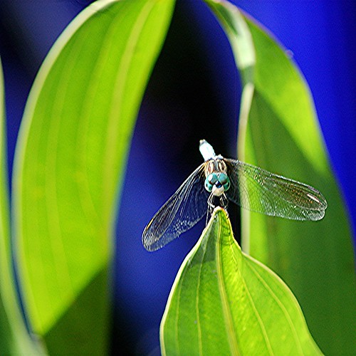 Blue Dragonfly in reflected blue pond world by jungle mama