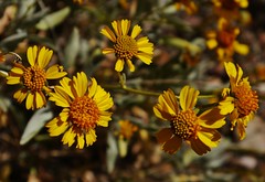 March 7&9, 2012-Desert Wildflowers