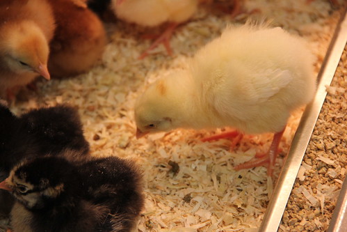 The chicks are in!