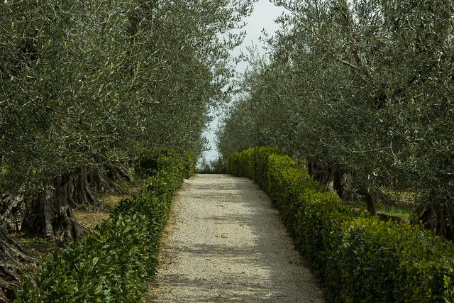 Umbria - Italian Countryside