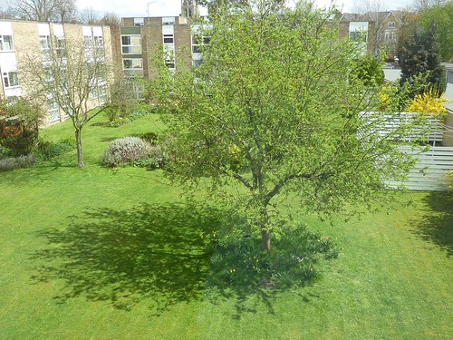 Tree and its shadow, second afternoon width=