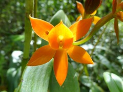 Epidendrum of Ecuador