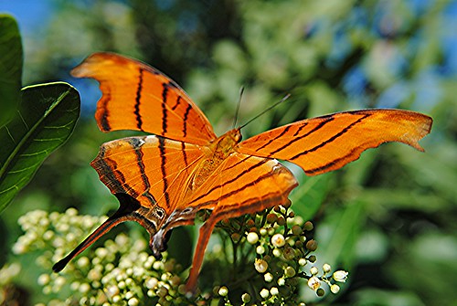 Magnificent Ruddy Daggerwing is nectaring on Florida Holly flowers by jungle mama