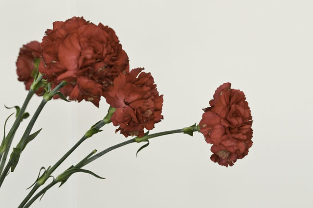 wred_carnations_soc