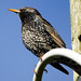 East Prawle's Starlings (2)
