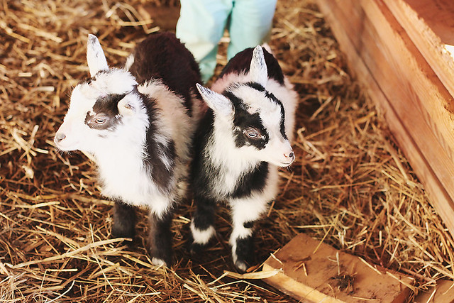 goat babies copy