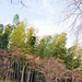 Arashiyama 嵐山 - 19