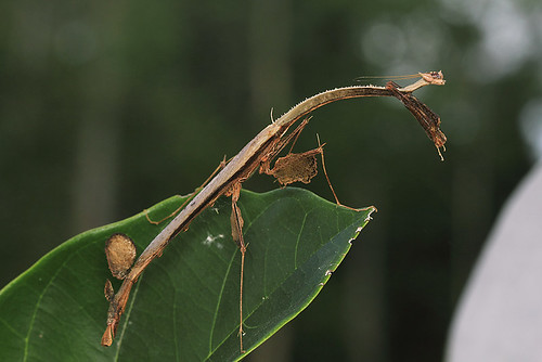 Toxodera hauseri, feather mantis