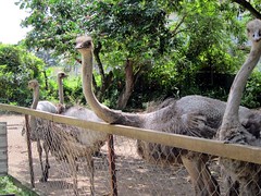 Port Dickson Ostrich Farm