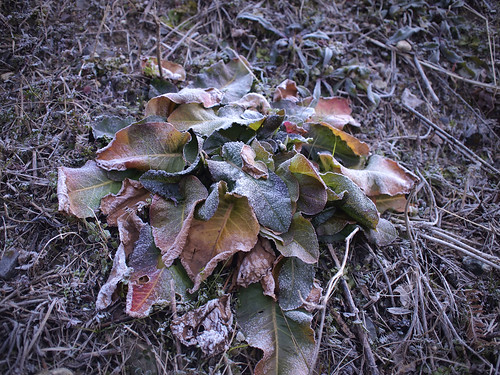 ice on leaves