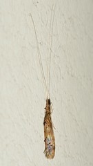 Caddisflies (Trichoptera)