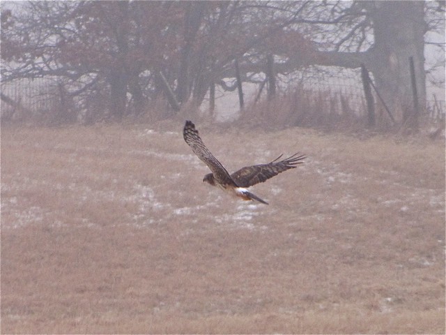 Northern Harrier at Lake Bloomington, IL 05