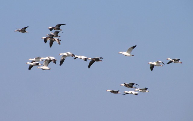 Snow Goose at El Paso Sewage Treatment Center in Woodford County, IL 30
