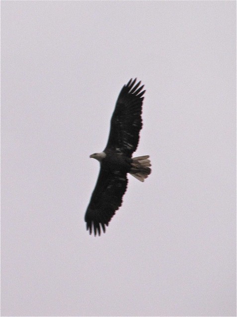 Bald Eagle at Evergreen Lake in McLean County 02