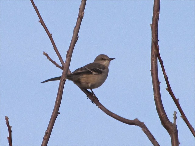 Northern Mockingbird in Woodford County, IL 03