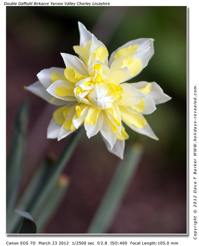 Double Daffodil Birkacre Yarrow Valley Chorley Lancashire