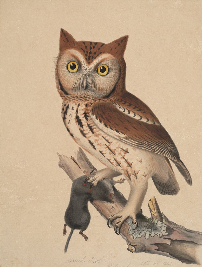 Screech owl - red owl