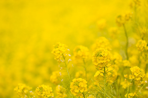 無料写真素材|花・植物|菜の花|黄色・イエロー