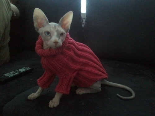 Sphynx cat sweater