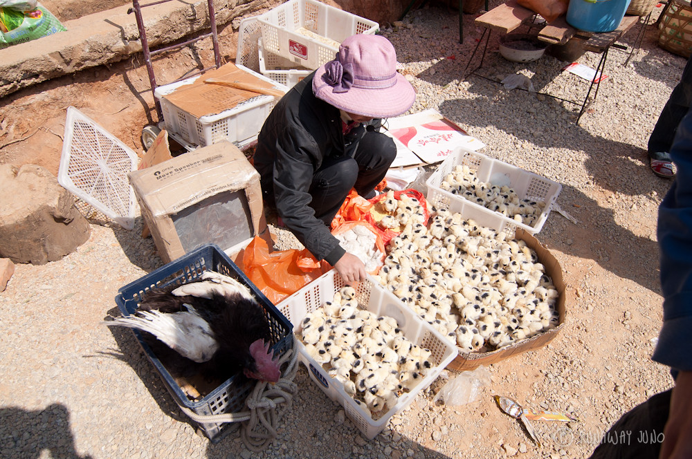Chicks for sale in Shaxi Market