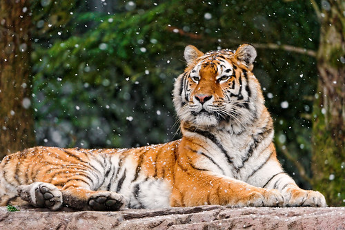  無料写真素材, 動物 , 虎・トラ, 雪  
