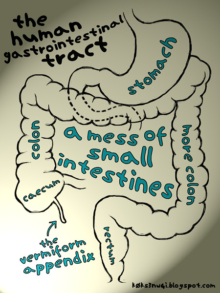 The Gastrointestinal Tract Simplified