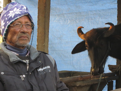 Man and buffalo in Nepal