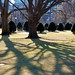Public Garden Shadows posted by Leslee_atFlickr to Flickr