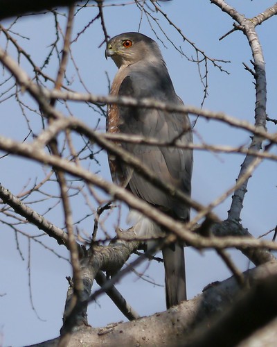 Possibly Nesting Cooper's Hawks - Male