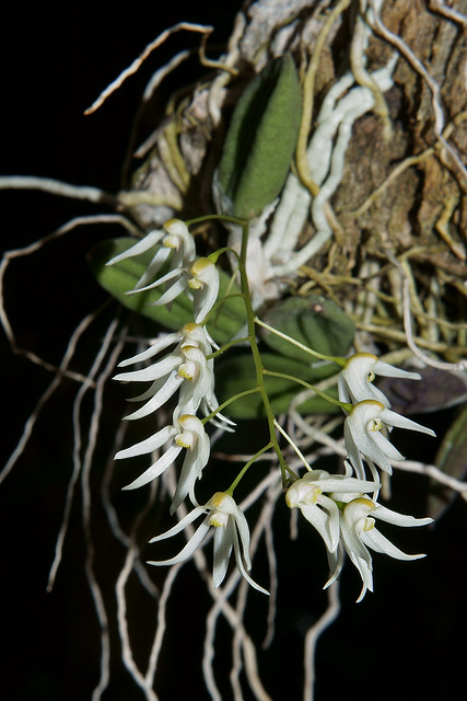 Dendrobium lingueforme var. nugentii