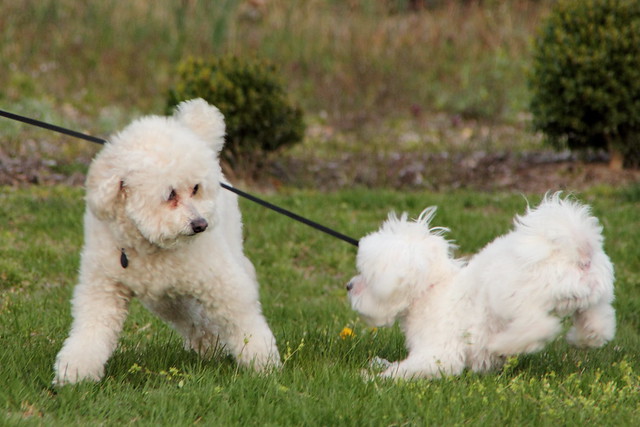 maltese puppies playing
