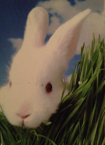 Rabbit postcard via Postcrossing by FaeSarah