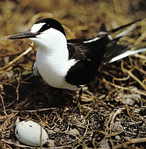 589px-Sooty_tern_on_nest