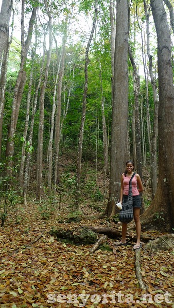 Bohol-Manmade-Forest1