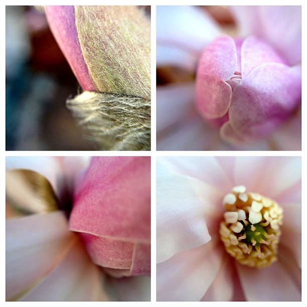 Magnolias in Bloom #spring #flowers #olloclip #macro #iphone4s #photogene2 #mosaic