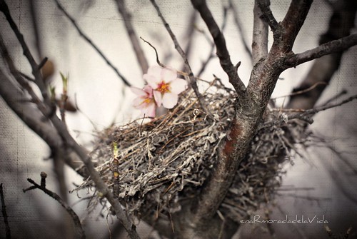 flores y nido