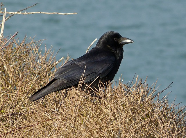 25795 - Crow, Bracelet Bay