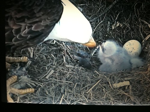 2 eaglets hatched, one to go