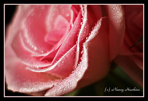 Coming up Roses by Nancy Hawkins