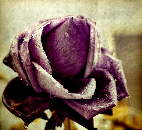 無料写真素材|花・植物|薔薇・バラ|雫・水滴