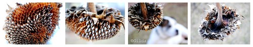 driedsunflowercollage