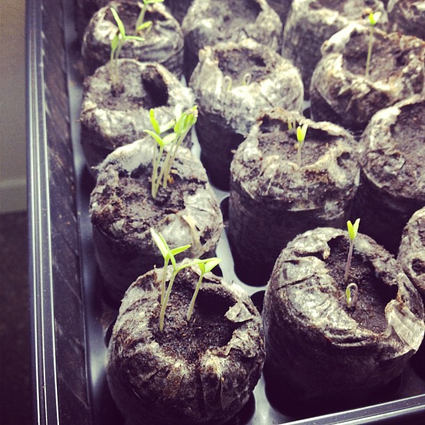 Day 17: green - late bloomers. Not sure about my tomato seedlings this year. #marchphotoaday #daylate
