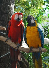 Key West 2011 Macaws at Duval Square