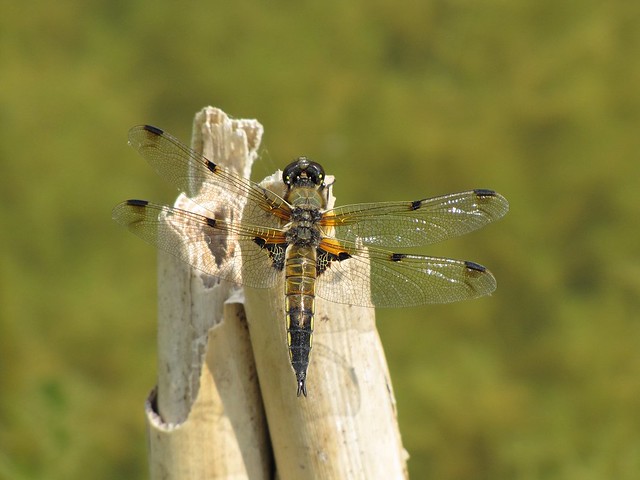 Four-spotted Chaser at Tophill Low - 02/07/2011