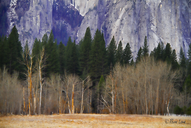 Yosemite meadow