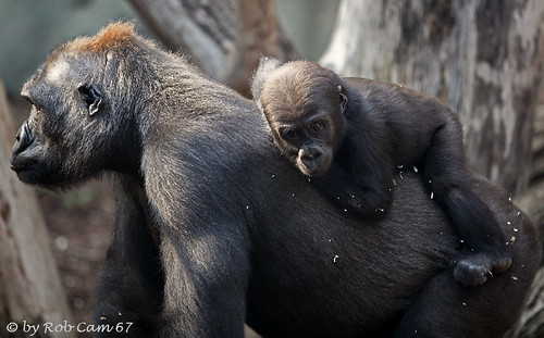 Gorilla Dian & Quembo by Rob Cam 67