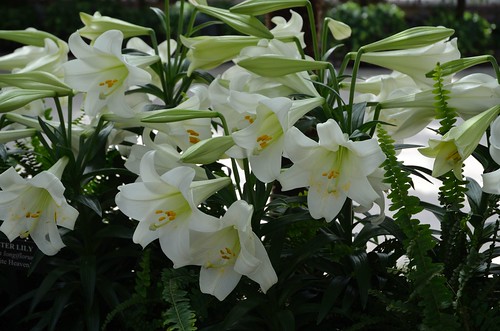 East Lilies in Conservatory
